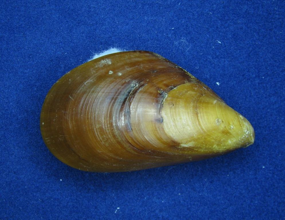 Mytilus sp